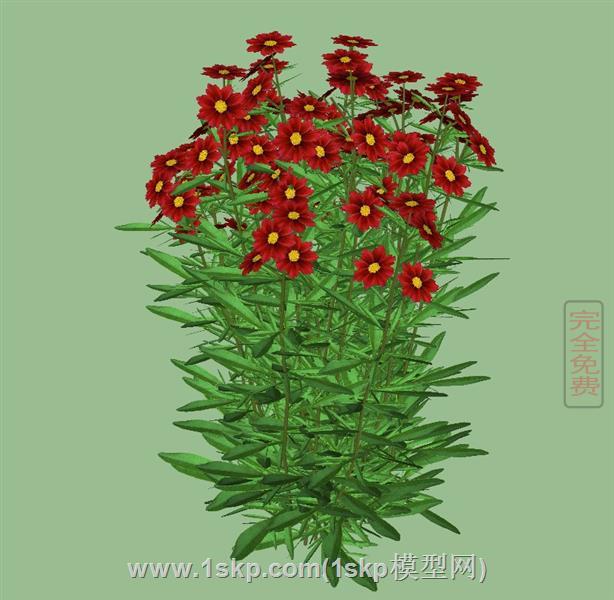 金鸡菊花植物