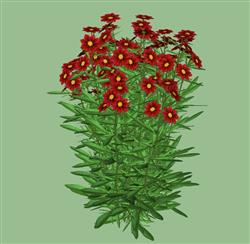 金鸡菊花植物