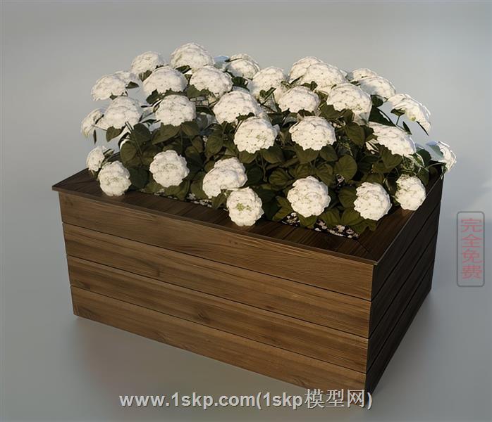 花箱植物