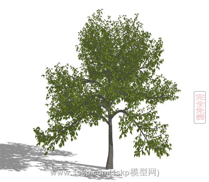 乔木景观树