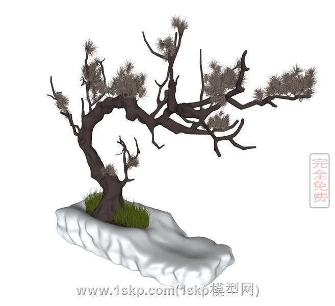 中式风格的松枝盆栽