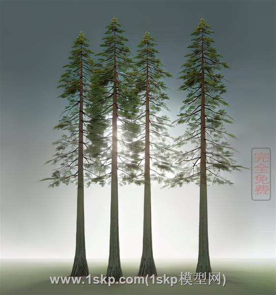 高挺的杉树