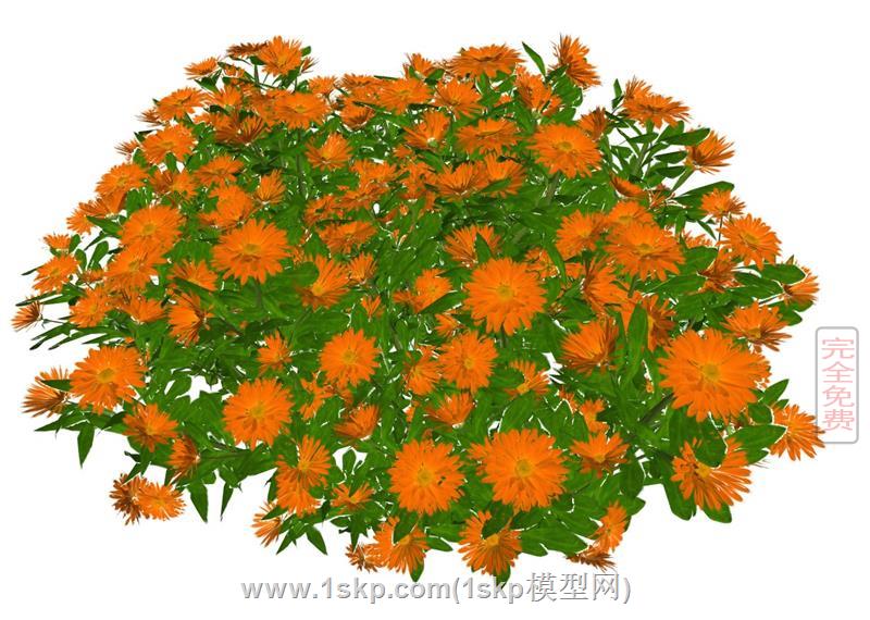 百日草百日菊花植物
