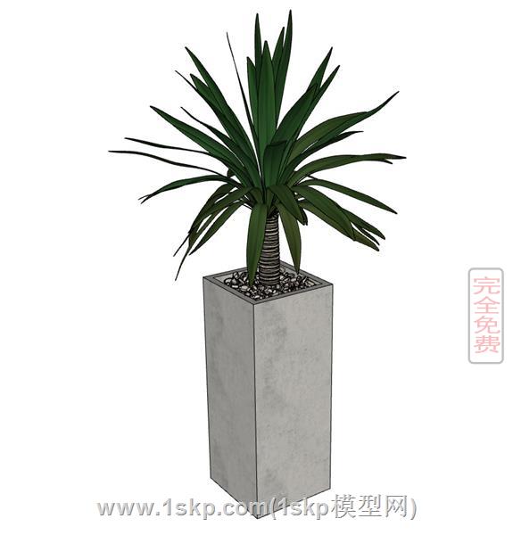 室内盆景植物