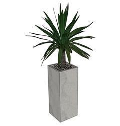 室内盆景植物