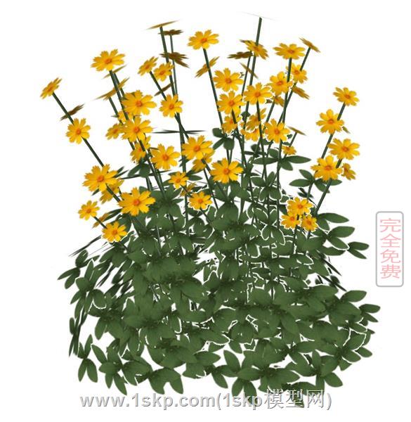 大花金鸡菊花植物