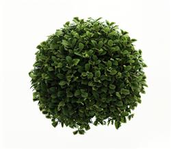 球形灌木植物