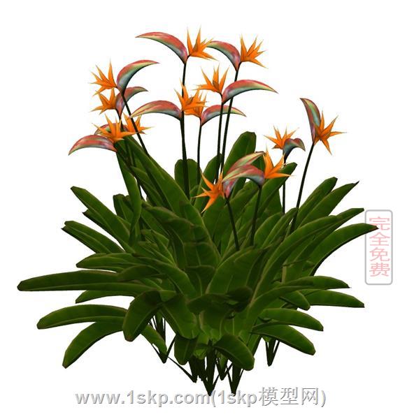 天堂鸟植物