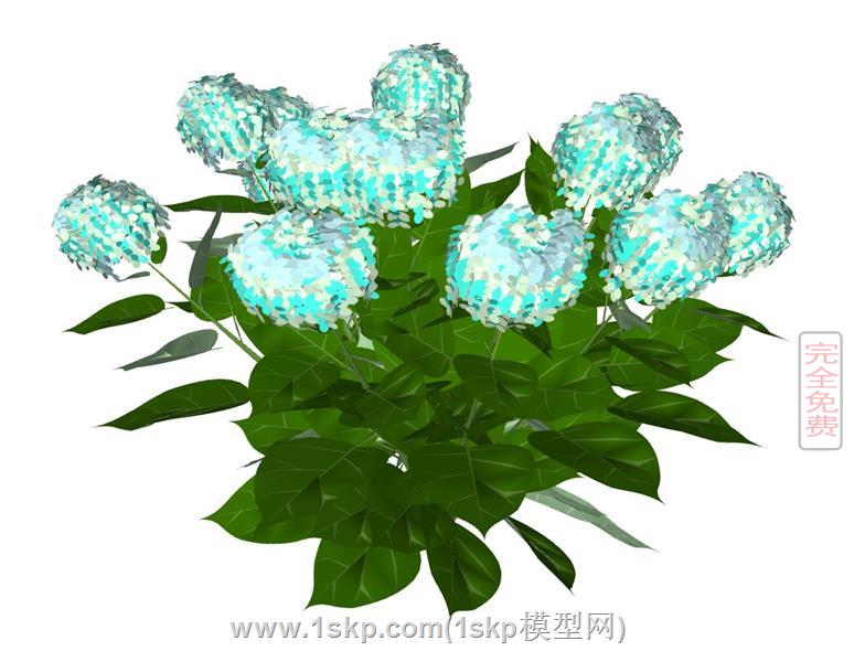 蓝色绣球花植物