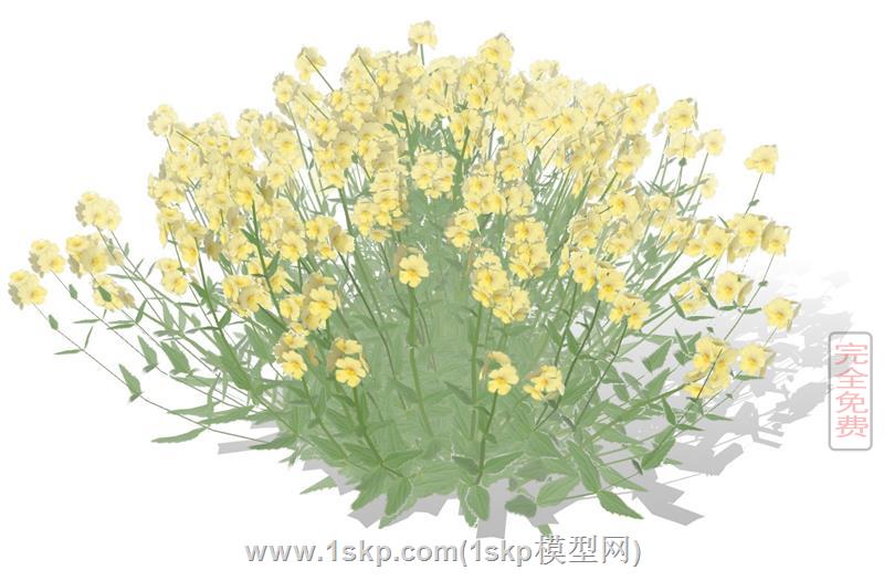 小黄花金鸡菊花