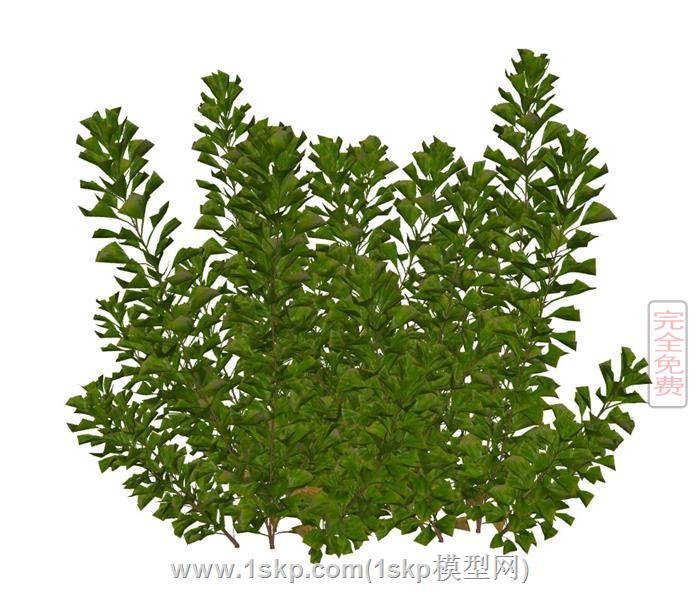 绿植的植物