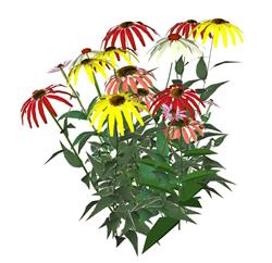 紫锥菊花植物
