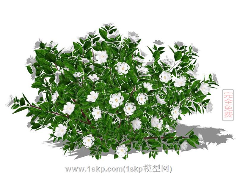 栀子花植物