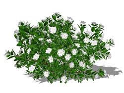 栀子花植物
