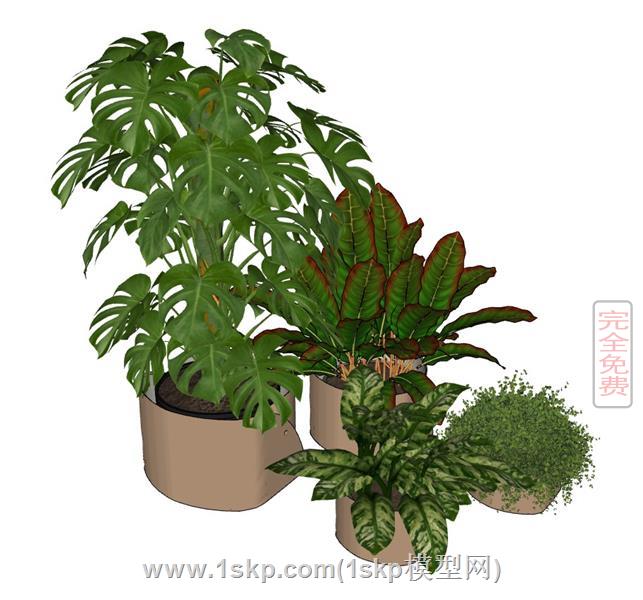 龟背竹盆栽绿植