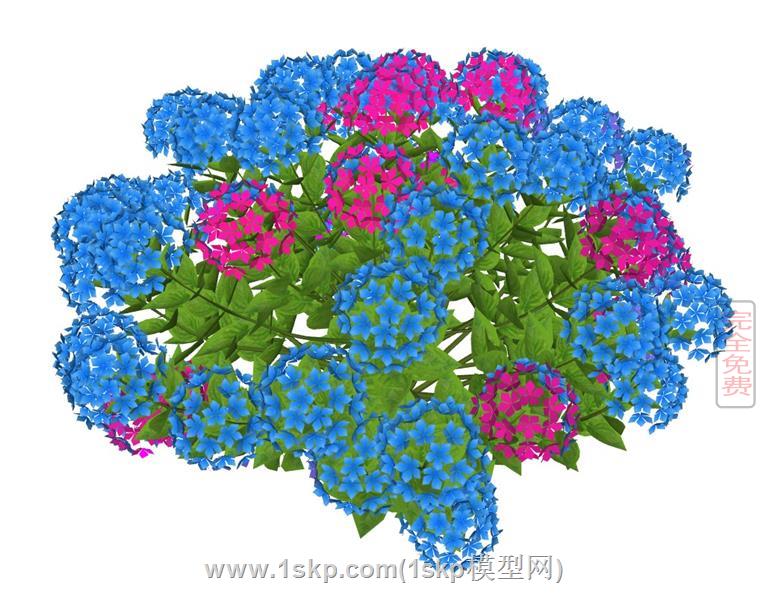 绣球花无尽夏植物