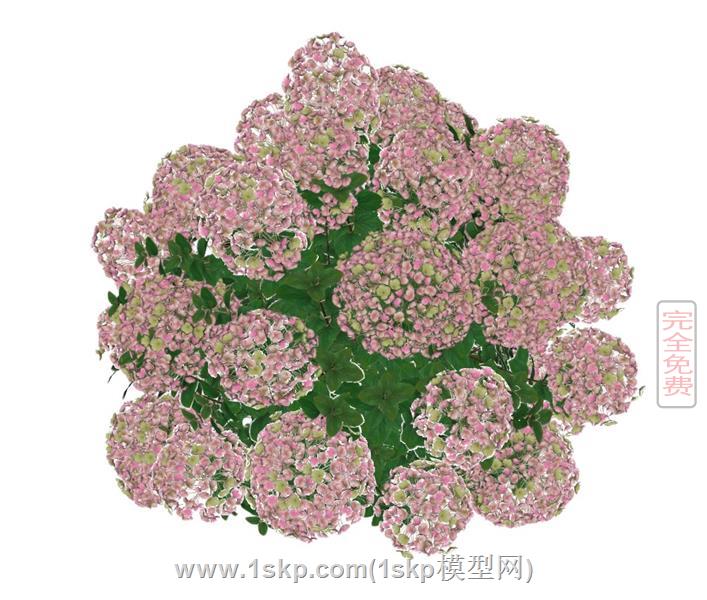 灌木丛植物