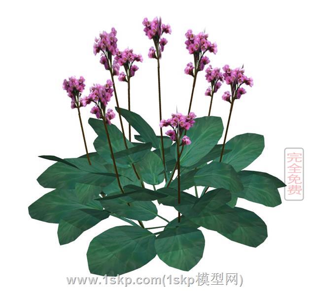 绿叶植物