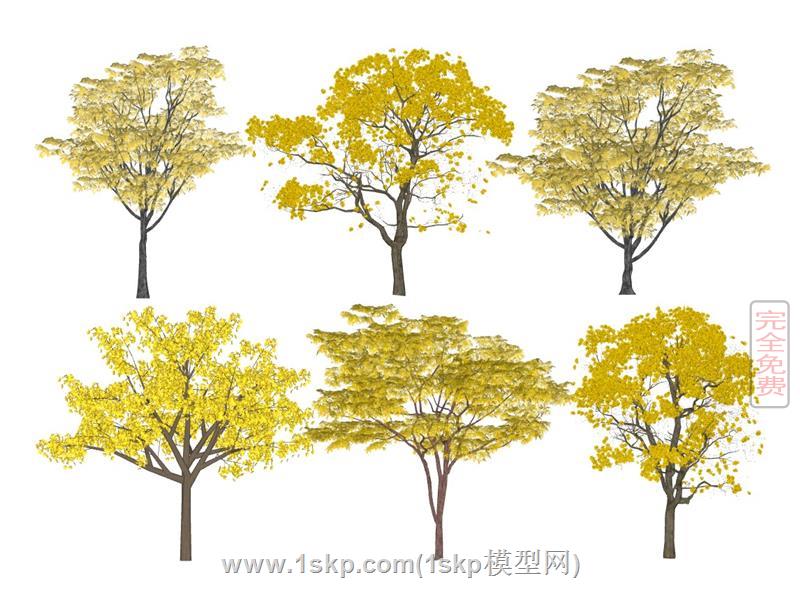 黄花风铃树行道树乔木树
