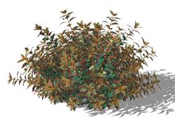 六道木植物