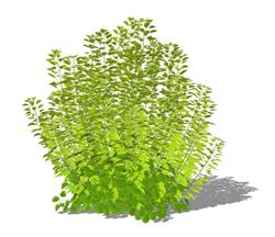 绿色植物
