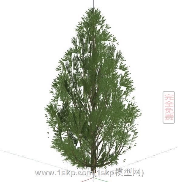 福建柏树