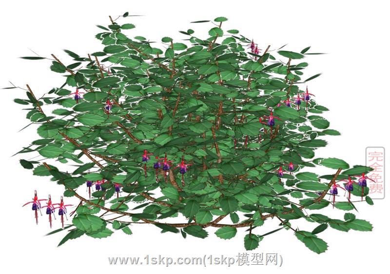 倒挂金钟植物