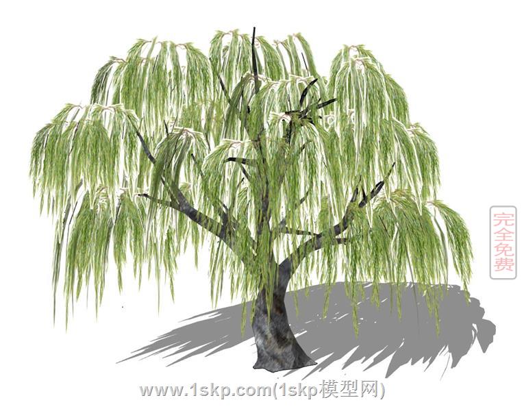 垂柳树柳树柳条