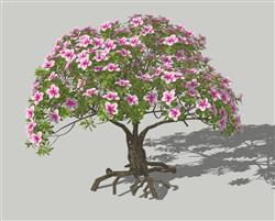 杜鹃花桩景老桩