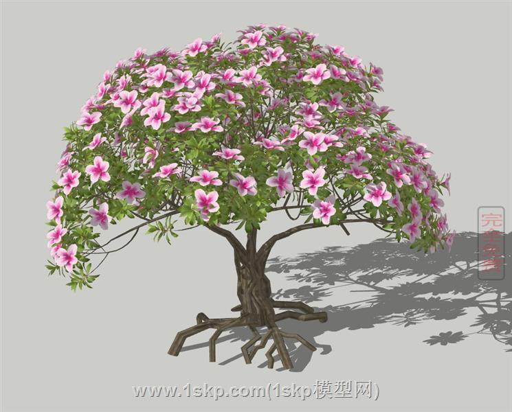 杜鹃花桩景老桩