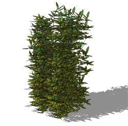 花叶女植物