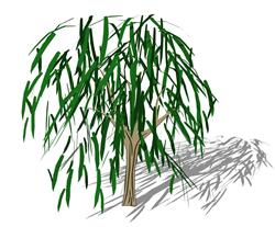 柳条柳树