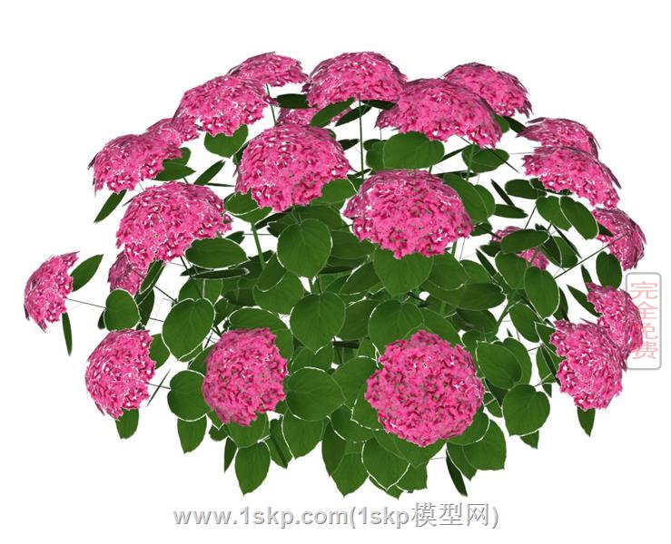 绣球花