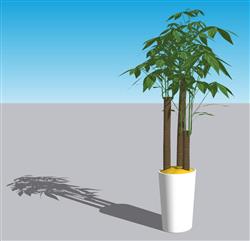 发财树富贵树