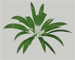 狗尾草棕榈草