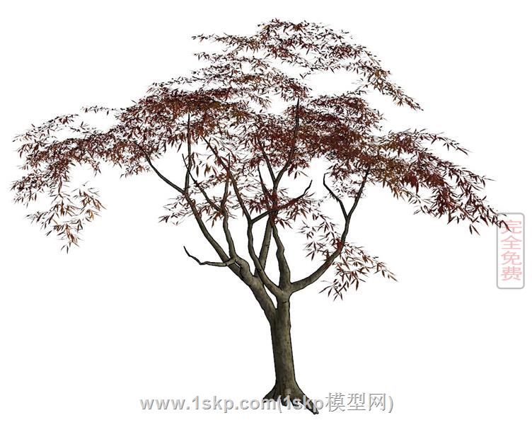 枫树枫叶树