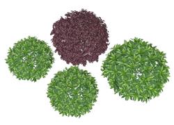 矮灌木植物