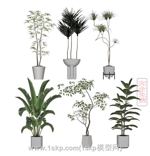 花盆植物