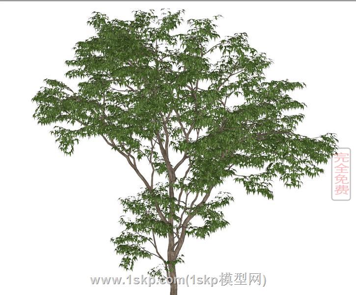 精细树木