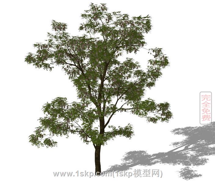 大树乔木树
