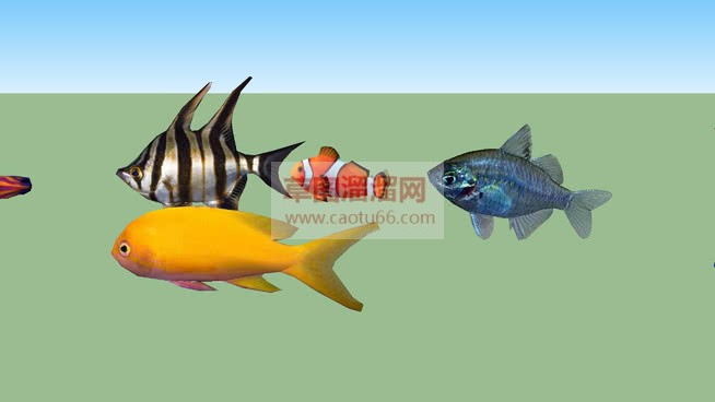 金鱼观赏鱼SU模型