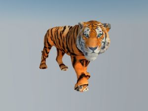 猫科动物老虎SU模型