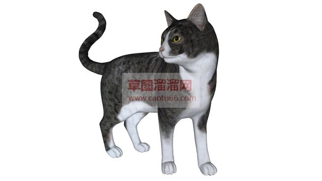 小猫动物SU模型