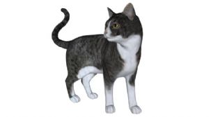 小猫动物SU模型