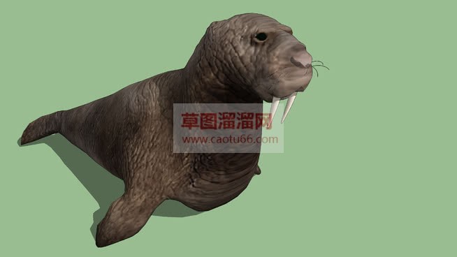 海狮动物的免SU模型
