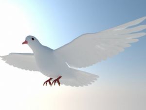 鸽子鸟免费SU模型