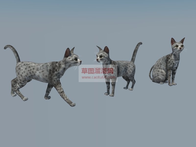 小猫动物SU模型