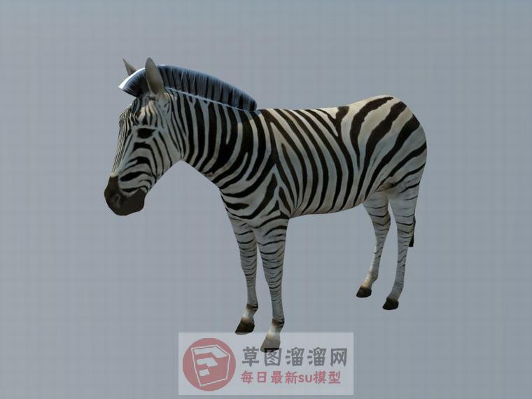 斑马动物SU模型
