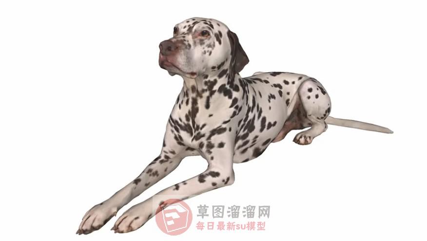 斑点狗动物SU模型