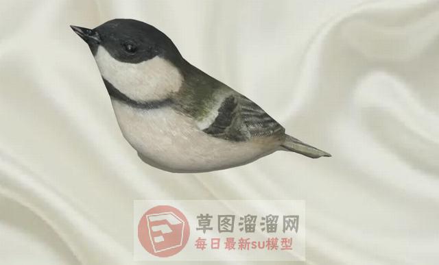 山雀鸟动物SU模型